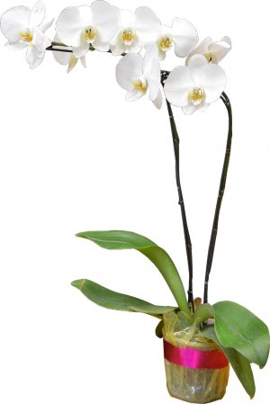  Orquidea Mariposa (Phalaenopsis)
